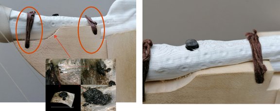 Rekonstruktion: Fixierung des Geweihs