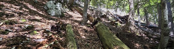 Montane fir-spruce-beech forest with highly decomposed lying deadwood