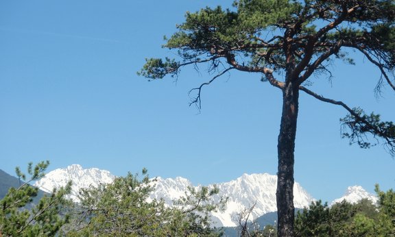 Pinus tree