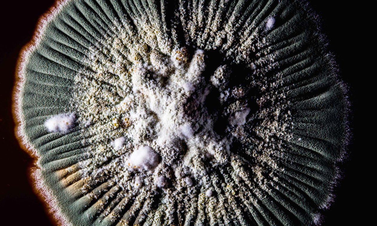 Pilz Metarhizium brunneum