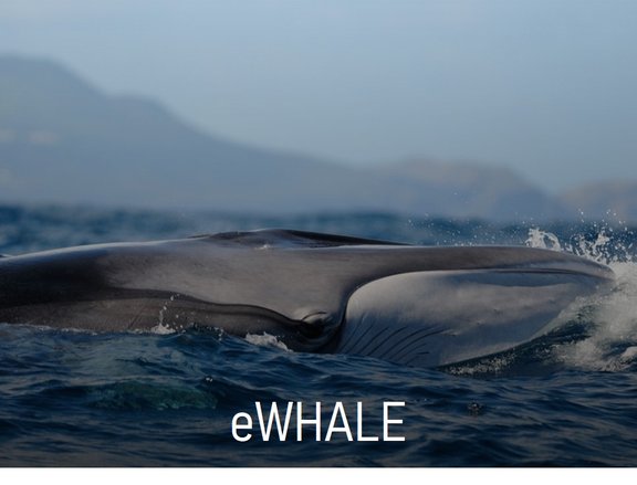 Whale_project
