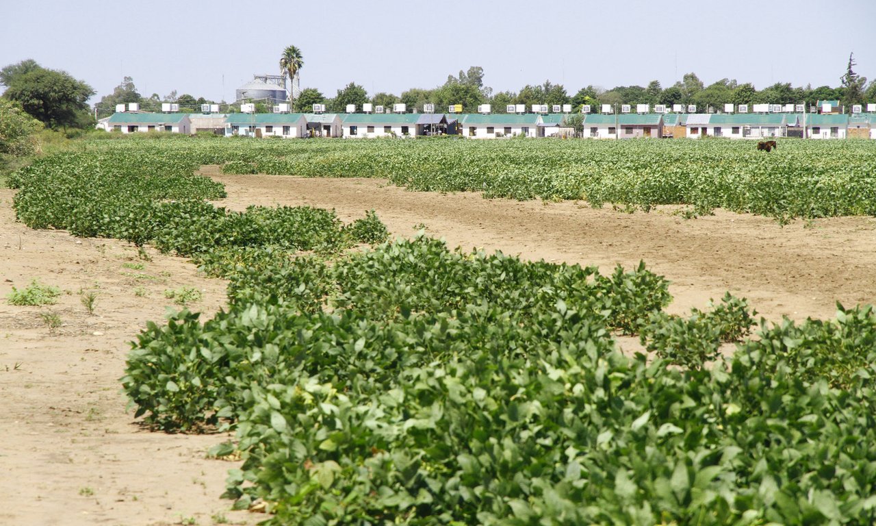 Sojafelder in Las Lajitas