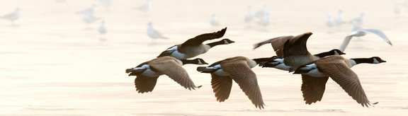 Schwarm an fünf kanadischen Wildgänsen, die in die selbe Richtung fliegen