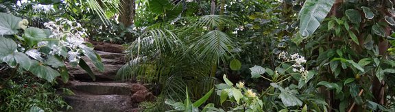 Blick in die Sammlung des tropischen Gewächshauses