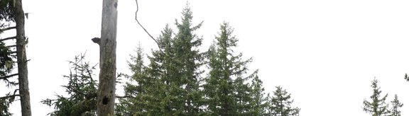 Subalpine spruce forest with standing deadwood in the foreground