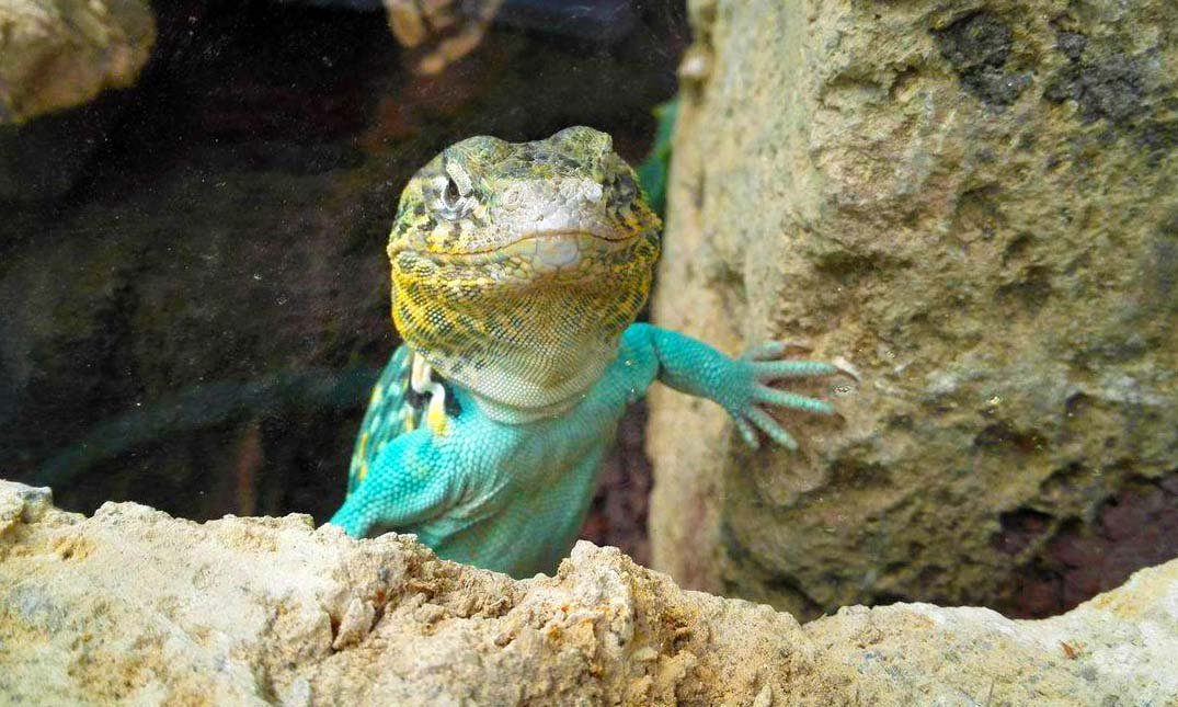 Reptilienausstellung im Botanischen Garten.