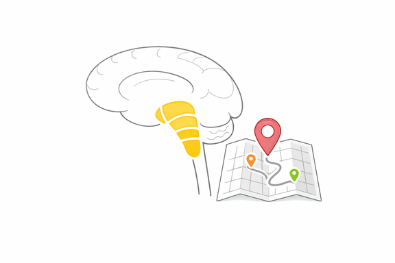 Brainstem Mapping image
