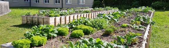 Beet mit Salatköpfen im Hof des Theologiegebäudes
