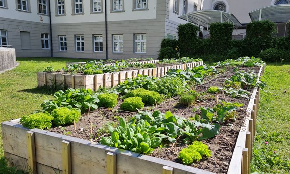 Beet mit Salatköpfen im Hof des Theologiegebäudes