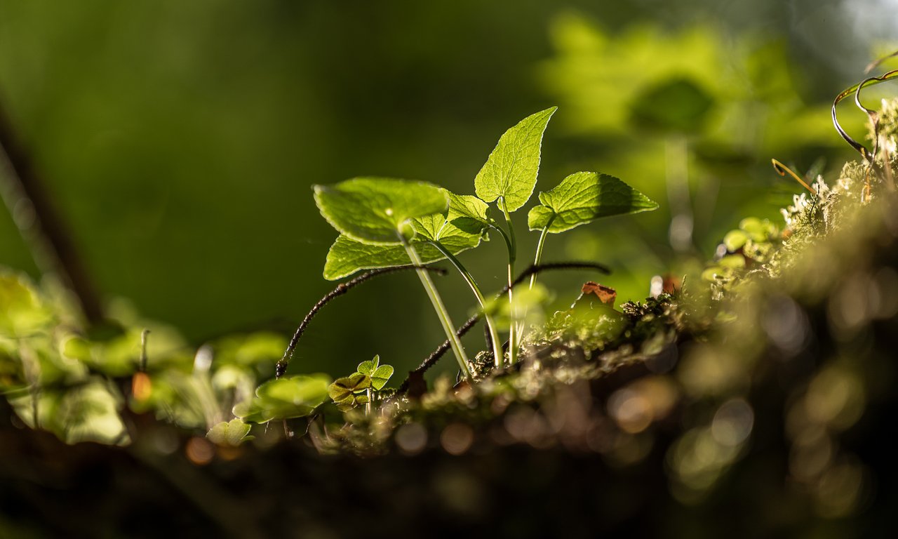 Globale Pflanzenmerkmale