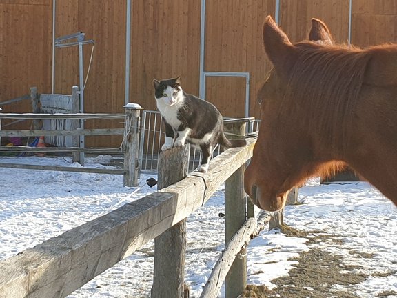 Pferd auf einer Koppel wird von einer Katze besucht, die am Zaun balanciert