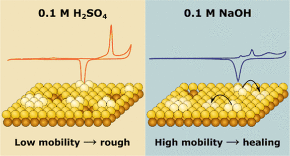 Dynamics of Adatom and Vacancy Islands on Au(111) in Alkaline and Acidic Media