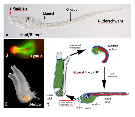 wissenschaftliche Grafik zur Entwicklung des Modellorganismus Ciona intestinalis