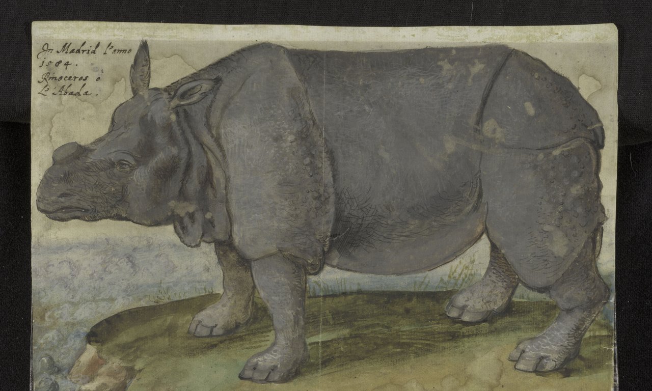Realistisch gemaltes historisches Bild eines Nashorns