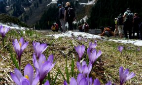 Ausgedehnte Korkuswiesen in der hochalpinen Szenerie der Stubaier Alpen konnten bei der Exkursion nach Lüsens bewundert werden.
