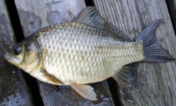 Gynogenetic Prussian carp (photo: Jussi Pennanen)