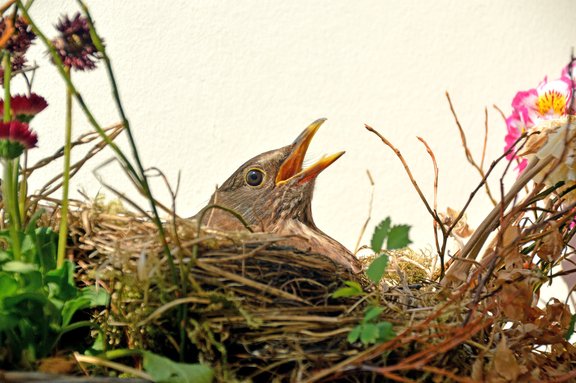 Vogel mit offenen Schnabel in einem Nest