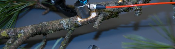 ultrasonic sensor on conifer branch