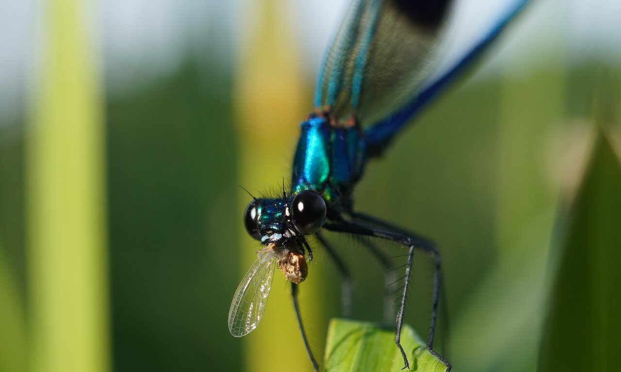 Gebänderte Prachtlibelle, Männchen (lat. Calopteryx splendens, engl. Banded demoiselle) mit ihrer Beute