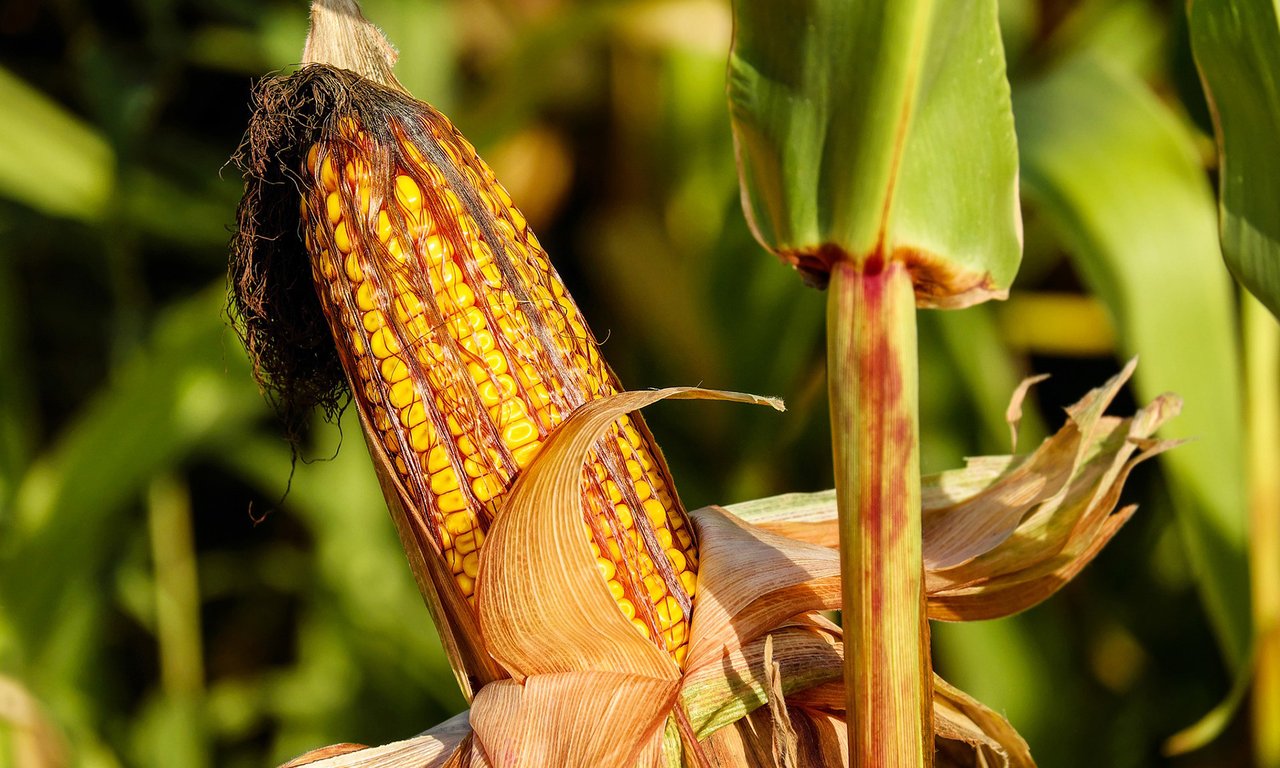 Maize