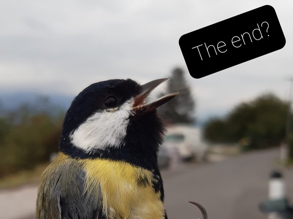 great tit_end