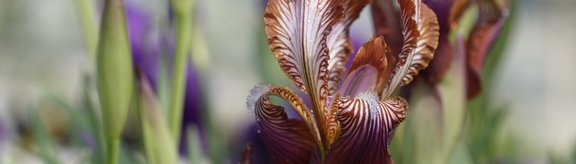 Sandbeet Iris stolonifera