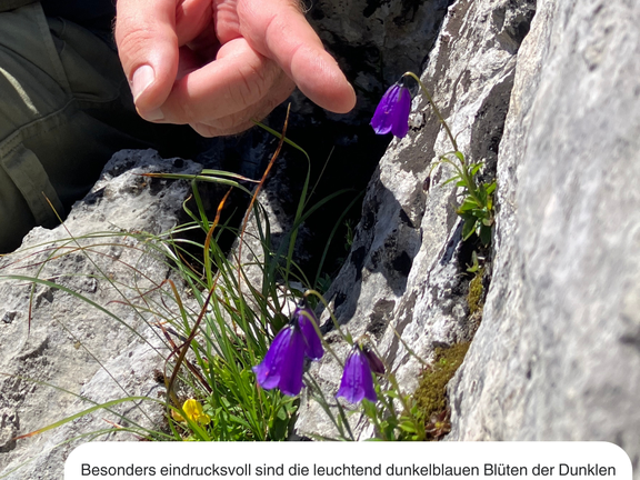 Campanula pulla am tTamischbachturm