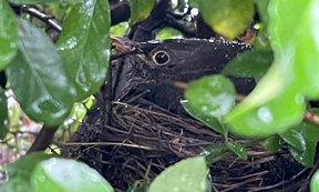 Eine Amsel in ihrem Netz