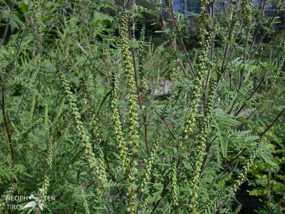 Ambosia artemisiifolia, blühende Pflanzen