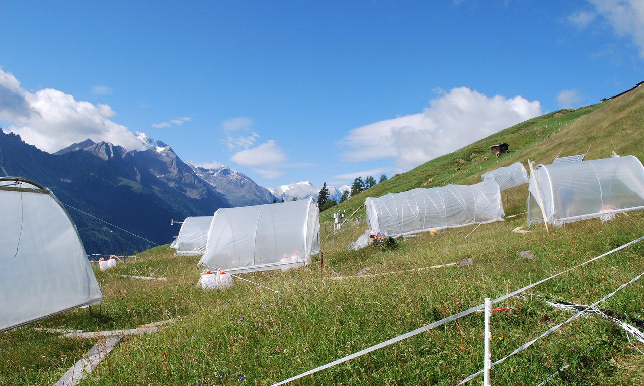 Several transparent plastic tents are set up on an alpine meadow in the mountains. Snow-covered peaks and a clear blue sky are visible in the background.