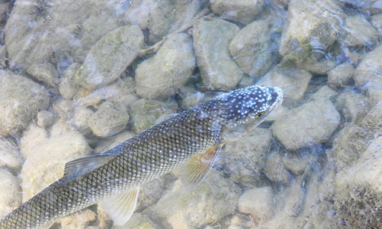 Ein Fisch schwimmend im Wasser von oben fotografiert.