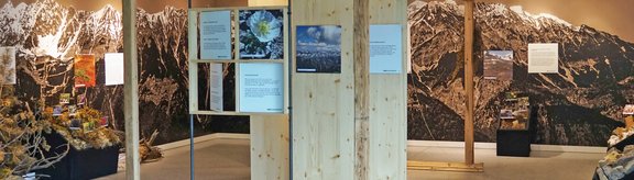 Ausstellung Alpenpflanzen im Lebensraum