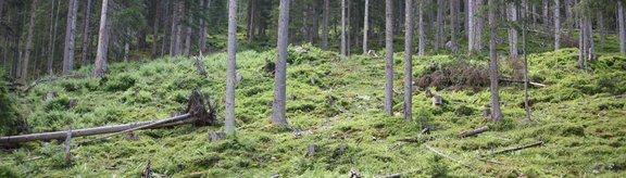 Subalpine spruce forest containing lying deadwood