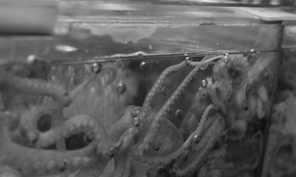 Thinking Species Krake