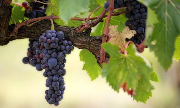 Ein wissenschaftliches Experiment soll die Auswirkungen des Klimawandels auf den Weinbau simulieren.