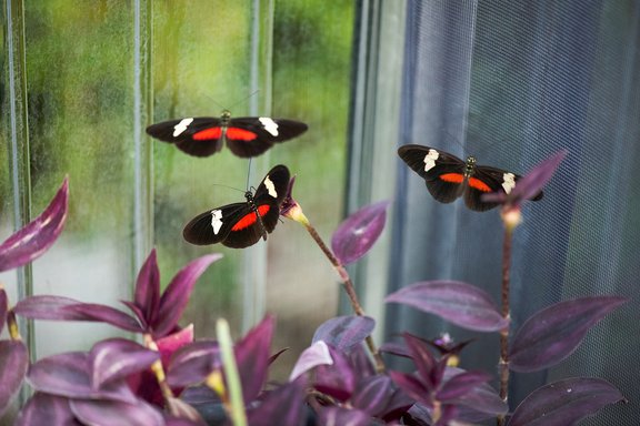 3 Schmetterlinge mit weißen Streifen