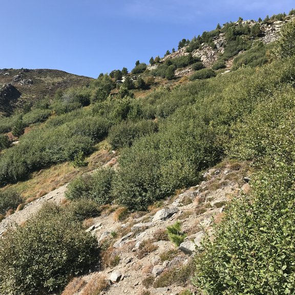 Spread of green alder within the treeline ecotone on Mt. Patscherkofel