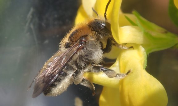Wildbiene beim Blütenbesuch