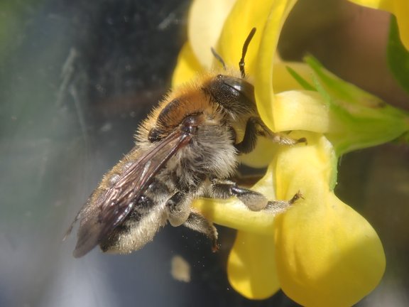 Wildbiene beim Blütenbesuch
