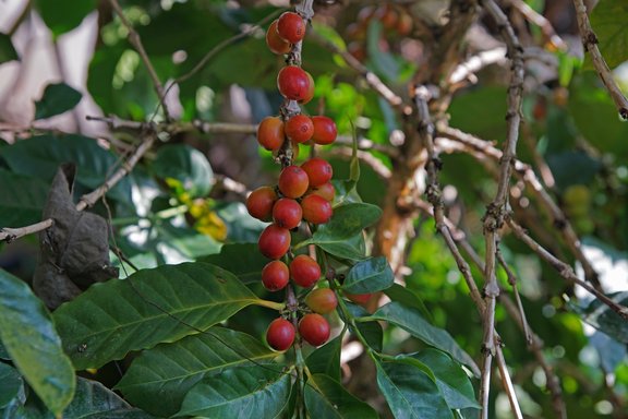 Coffea arabica, Kaffeestrauch
