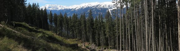 Cleared forest area, predominantly spruce, with snow-covered mountain peaks in the background