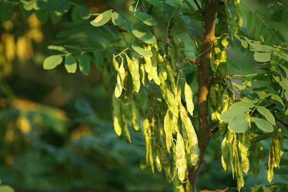 Ailanthus altissima, Früchte