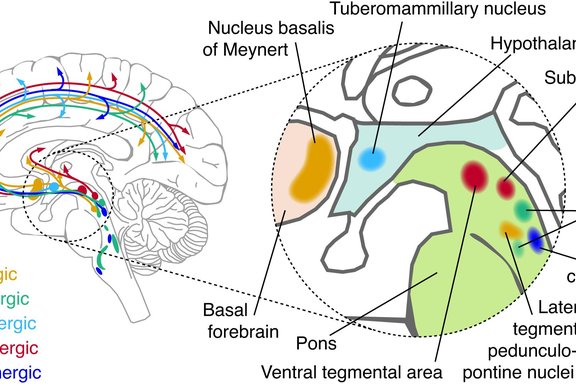Major brainstem neuromodulatory systems