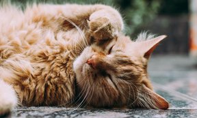 unsplash/Ludemeula Fernandes