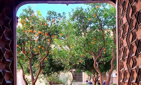 Blick aus einer Tür auf einen Orangenbaum