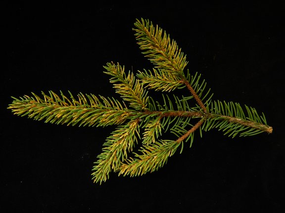 Fichtenzweig mit infizierten, gelb verfärbten Nadeln auf schwarzem Hintergrund