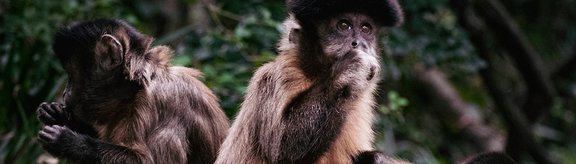 header-pic: capuchin monkeys