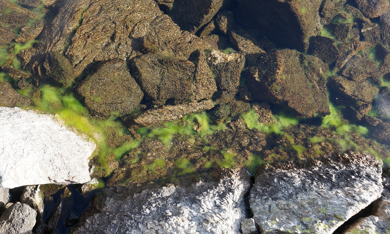 Streptophytische Grünalgen in einem Bachlauf