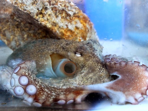 picture of an octopus