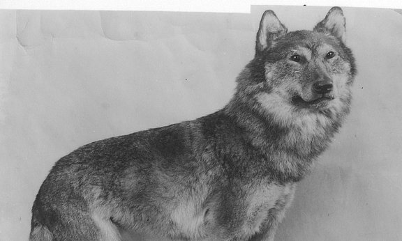 Wolf